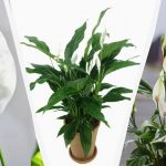 Το Spathiphyllum θα ανθίσει πλούσια αν το ταΐζετε με αυτό