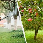Οι αφίδες δεν θα αγγίξουν ποτέ ξανά τις μηλιές: μια