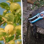 Αυτά τα δέντρα πρέπει οπωσδήποτε να κλαδευτούν πριν από το