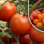 Πώς να βοηθήσετε τις ντομάτες να ωριμάσουν χωρίς χημικά: μια
