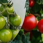 Γιατί οι ντομάτες δεν κοκκινίζουν στον θάμνο: μια θεραπεία της