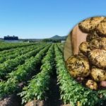 Οι Ουκρανοί συμβουλεύονται να κουρεύουν τα χόρτα πατάτας πριν από