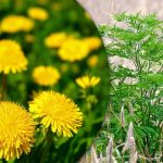 Portulaca, wheatgrass, ragweed: πώς να απαλλαγείτε από τα ζιζάνια στον