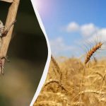 Αυτό το φάρμακο του παππού θα εξαλείψει αμέσως τις ακρίδες: