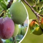 Γιατί τα μήλα, τα δαμάσκηνα και τα αχλάδια σαπίζουν απευθείας