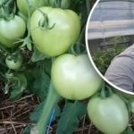 Επηρεάζει ολόκληρη την καλλιέργεια: πώς να φροντίζετε σωστά τις ντομάτες