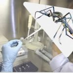 Η Κίνα εισήγαγε αρπακτικά κουνούπια για την καταπολέμηση του ιού