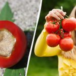 Μία μόνο θεραπεία είναι αρκετή: Πώς να σώσετε τις ντομάτες
