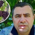Μυστική θεραπεία από το φαρμακείο: πώς να προστατεύσετε τα σταφύλια