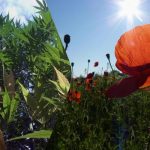 Ποια φυτά απαγορεύεται να καλλιεργούνται στη ντάκα: ένας δικηγόρος έδωσε