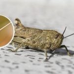 Ποια φυτά θα φάνε πρώτα οι ακρίδες: ο τρόπος ελέγχου