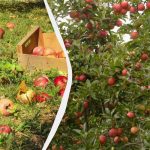 Πώς να αντιμετωπίσετε την πτώση των μήλων: τι να κάνετε