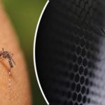 Τι πραγματικά απωθεί τα κουνούπια σε δευτερόλεπτα – αποδεδειγμένα απωθητικά