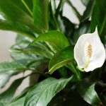 Το Spathiphyllum θα ανθίζει ασταμάτητα για τρία χρόνια αν κάνετε