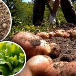 Το κρεβάτι μετά τις πατάτες μπορεί να σας εκπλήξει: να