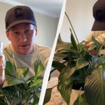 Το Spathiphyllum θα ζωντανέψει σε 2 ώρες χάρη σε ένα