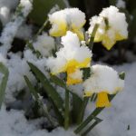 Οι ειδικοί ονόμασαν 5 πολυετή φυτά για φύτευση τον Σεπτέμβριο