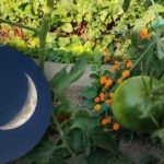 Τι να κάνετε στον λαχανόκηπο τον Σεπτέμβριο: ευνοϊκές ημέρες σύμφωνα
